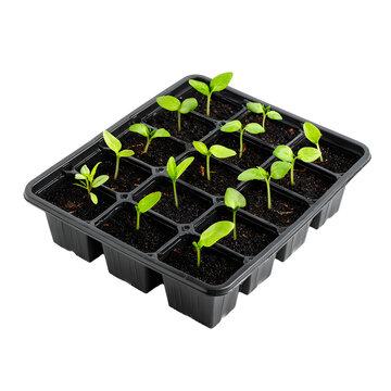 Professional Black Plastic Seed Tray with Multiple Square Cell for Gardening Purpose