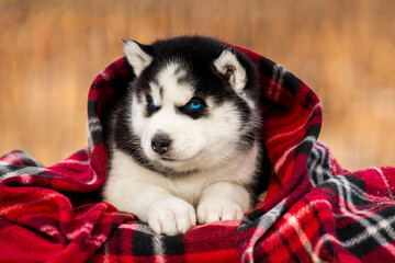 A beautiful husky puppy rests comfortably while wrapped in a thick red and black plaid blanket. The puppy's blue eyes are bright and clear as it looks toward the viewer. © Alina Ziabrieva