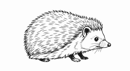 Detailed Black and White Hedgehog Illustration.