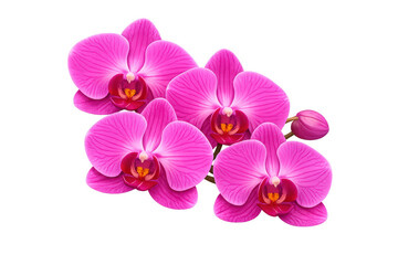Beautiful pink phalaenopsis orchids blooming, featuring vibrant magenta flowers and a bud, transparent background