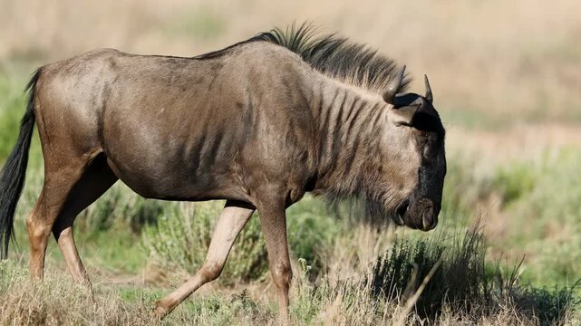 A blue wildebeest (Connochaetes taurinus) walking in natural habitat, Kalahari desert, South Africa