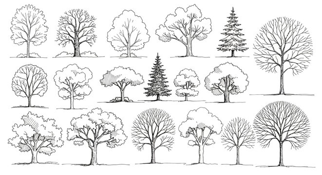 Set of Architectural Tree Elevations in Hand Drawn Line Art Style for Landscape Design and CAD