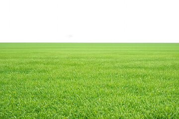 Green grass field with a transparent sky creating a natural background for design elements