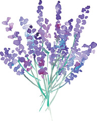 水彩画。水彩タッチのラベンダーベクターイラスト。ラベンダーの春植物背景。Watercolor painting. Watercolor lavender vector illustration. Lavender spring plant background.