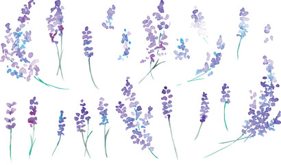 水彩画。水彩タッチのラベンダーベクターイラスト。ラベンダーの春植物背景。Watercolor painting. Watercolor lavender vector illustration. Lavender spring plant background.