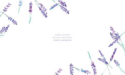 水彩画。水彩タッチのラベンダーベクターイラスト。ラベンダーの春植物背景。Watercolor painting. Watercolor lavender vector illustration. Lavender spring plant background.