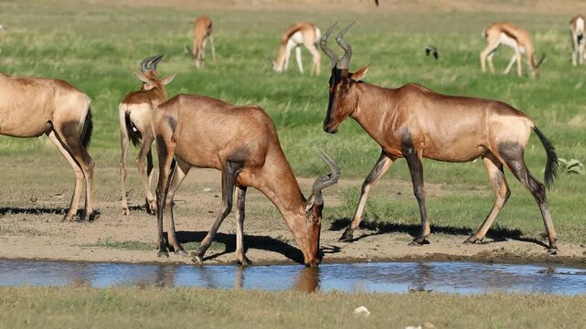 A group of red hartebeest antelopes (Alcelaphus buselaphus) drinking at a waterhole, Kalahari desert, South Africa