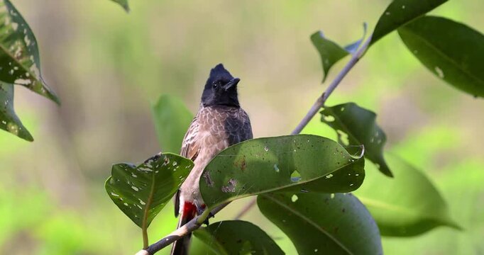 Red vented bulbul bird perching on tree branch