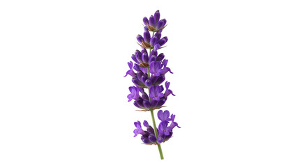 Isolated Lavender Flower on Black Background