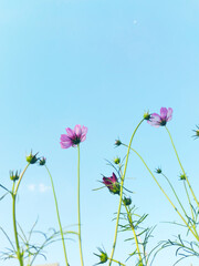 pink cosmos flowers