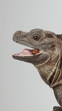 Vertical Close-up of a Sailfin Lizard Eating a Mealworm