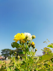 yellow sunflower against blue sky