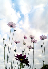 flowers in the sky