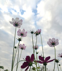 pink flowers on blue sky