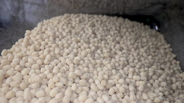Close up view of abundance of raw Green Gram created with probe lens, mostly grown in South Asia,