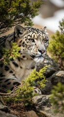 Obraz premium Majestic snow leopard resting among greenery in its natural habitat, capturing the elusive wild essence and beauty