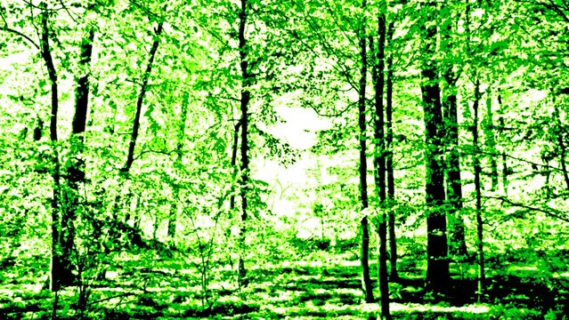 Landscape with green Beech trees mixed media