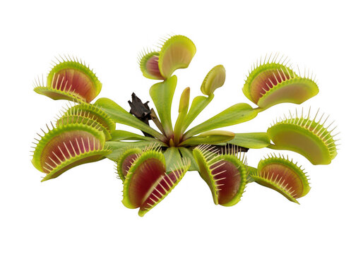 A vibrant collection of venus flytrap plants with detailed traps on transparent background