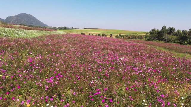 Singha Park, fly close over flowers, Chiang Rai
