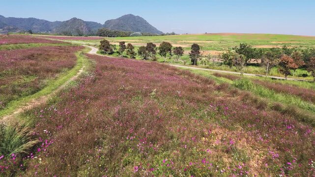 Fly over flower field at Singha park