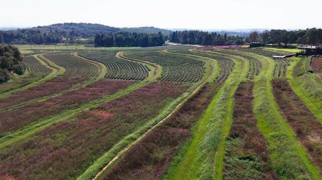Drone view of tea plantations at Singha park, Chiang Rai