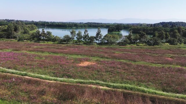 Singha park, fly over flower field to Singha Park Swan Lake
