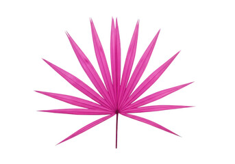 Obraz premium Vibrant pink palm leaf illustration symmetrical design on transparent background