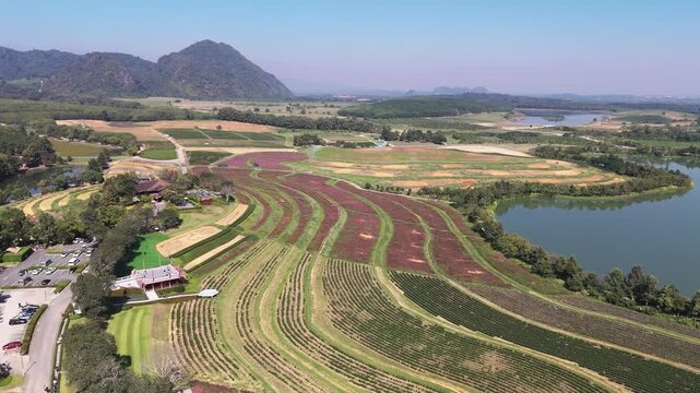 Singha Park, tea plantation and fields, Chiang Rai Thailand
