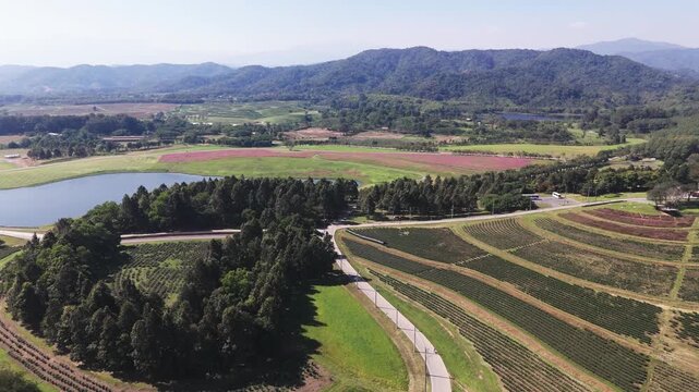 Singha park, tea plantation, drone view