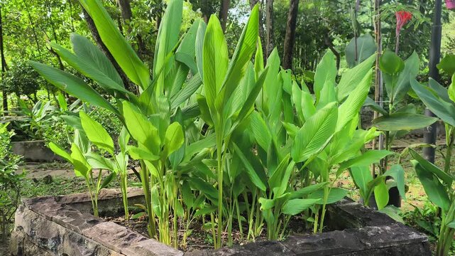 Lush turmeric plants thrive inside a large concrete planter box. Both the vibrant leaves and nutrient-rich rhizomes are essential for Malay cuisine. This superfood is packed with healthy curcumin.