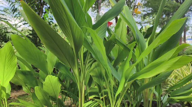 Lush turmeric plants thrive inside a large concrete planter box. Both the vibrant leaves and nutrient-rich rhizomes are essential for Malay cuisine. This superfood is packed with healthy curcumin.