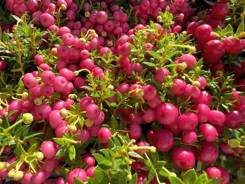 Gaultheria mucronata prickly heath pernettya plant.