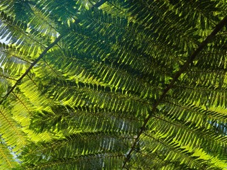 Close-up of lush green fern leaves with sunlight filtering through, showcasing intricate leaf patterns. green leaves background © Wahjoekris