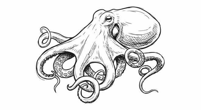 Detailed Black and White Octopus Illustration.