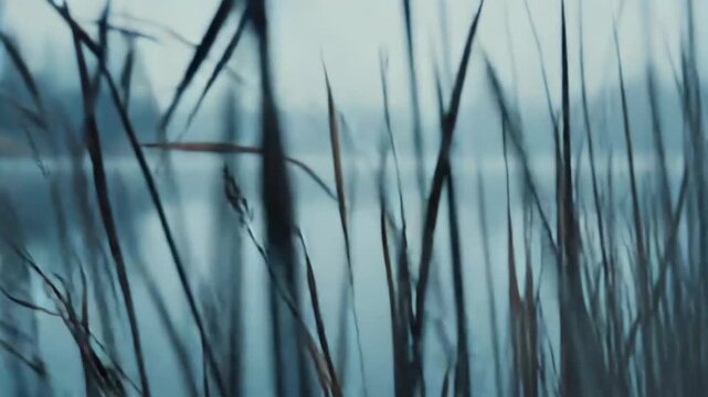 Tall reeds stand prominently in the foreground against a tranquil lake, its calm surface reflecting distant, blurred trees through a soft, atmospheric mist creating a serene natural scene