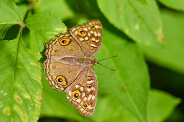 Obraz premium butterfly on green leaf