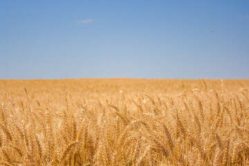Obraz premium A vast field of golden wheat under a clear blue sky. The wheat sways gently in the breeze, showcasing a rich agricultural landscape.
