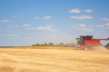 Fototapeta premium A red combine harvester operates in a golden wheat field under a clear blue sky. Dust rises as it harvests the ripe crops.