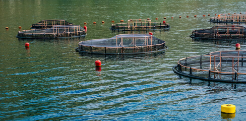 Oyster farm in Montenegro with several floating cages in calm water. Bright buoys mark the farm locations. Lush green hills surround the area. © Mila