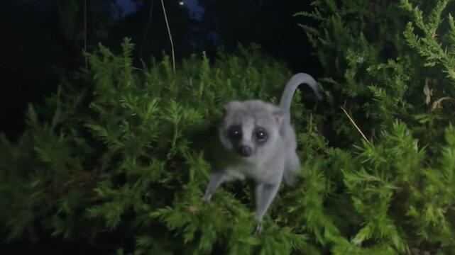 A cute Japanese dwarf flying squirrel exploring a green bush at night.
