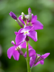 早春の花壇の赤紫のストック