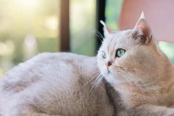 Obraz premium Close up of cute British Shorthair cat looking away with beautiful blue eyes. Concept of domestic pet care, feline health, pedigree animal lifestyle, lovely kitten at home and veterinary services.