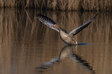 Greylag Goose (Anser anser)  taking off from water. Gelderland in the Netherlands.    