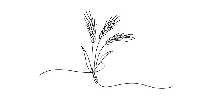 Minimalist hand drawn line art illustration of three wheat stalks tied with a string on white background Vector, illustration