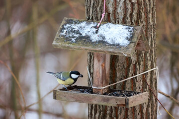 A Small Yellow Bird With A Sunflower Seed In Its Beak Perched On A Simple Handmade Feeder Tied To A Tree Trunk. © k49red