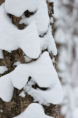 White Fluffy Snow Covers The Side Of A Dark Tree Trunk After A Heavy Winter Storm In The Woods.