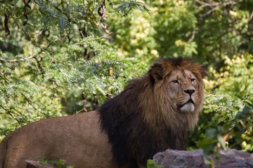 Majestic male lion with dark mane resting in green vegetation © Petr Škorňák