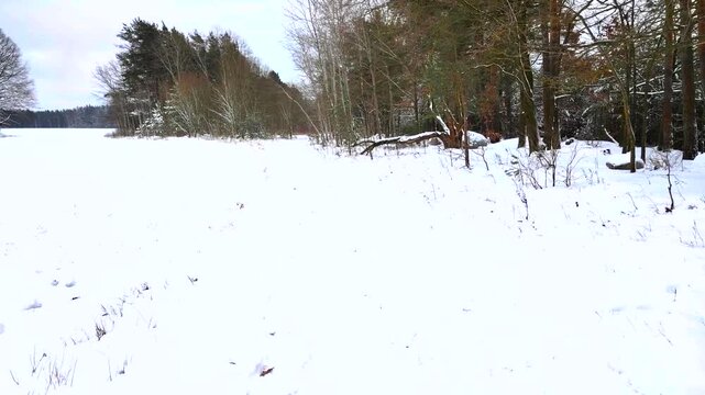Pov walking through a snowy winter forest.