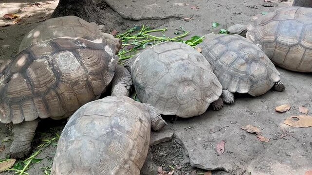 Turtle animal