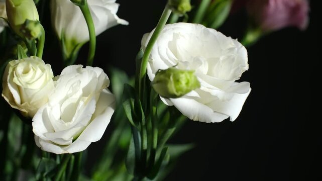 Delicate white lisianthus flowers, also known as eustoma, swaying gently against a dark background, showcasing their elegant petals and green stems in a beautiful floral arrangement